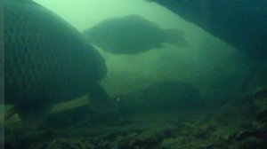 Озеро. Подводная съемка. 09.12.23