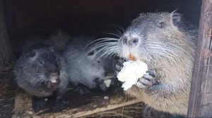 Нутрии: как грызли всё, так и грызут. 21.01.25.