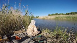 Перекорм на закорме сазана. И что!!! Хранение кукурузы.  От Юрия Философа