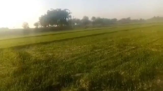 lmportance of zinc fertilizer in wheat.Zinc ka faida смотреть онлайн