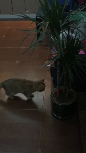 Коты смешное видео, играет с лазером смотреть онлайн