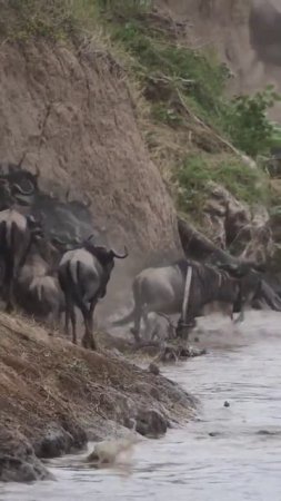 Some Wild Animals Crossing The Creek Of Water,