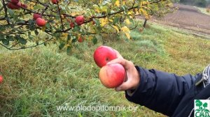 Яблоня сорт Чаровница