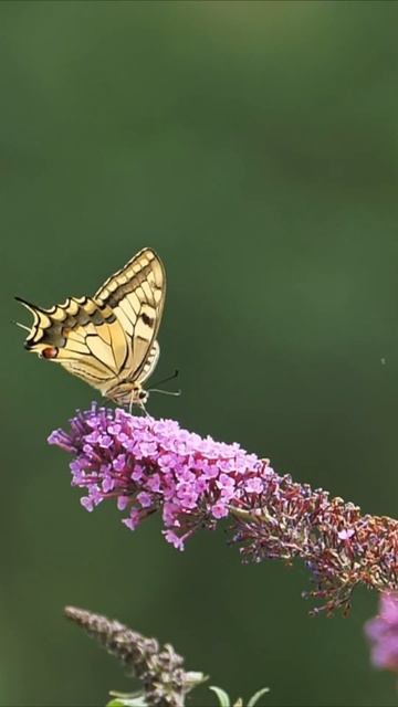 #shortsvideo смотреть онлайн