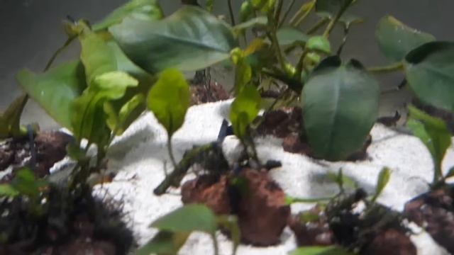 Anubias and Java Fern Tank