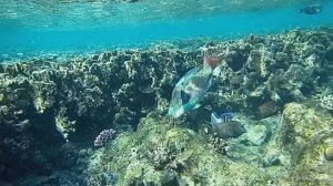 Большой попугай. Красное море. Шарм-эш-Шейх. Шаркс-Бей. 2024