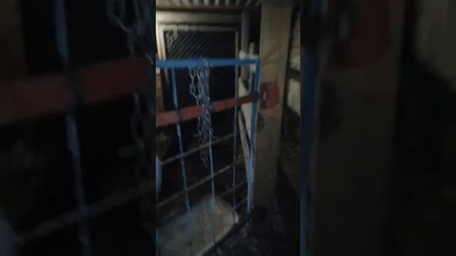 Летняя дойка, как она устроина.