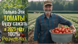 ТОЛЬКО ЭТИ ТОМАТЫ ПОСАЖУ В 2025 ГОДУ, урожай собираю ведрами, не болеют, вкусные