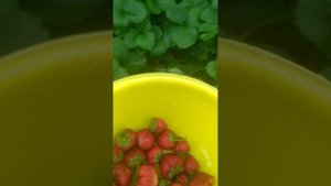 клубника Румба на второй год после рассады frigo