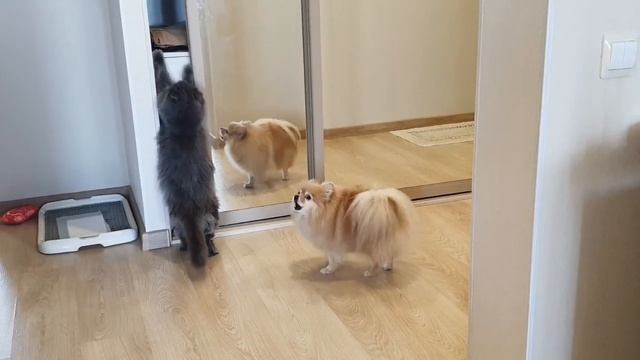 Рыся - неугомонный кот, а Бася его поддерживает!
