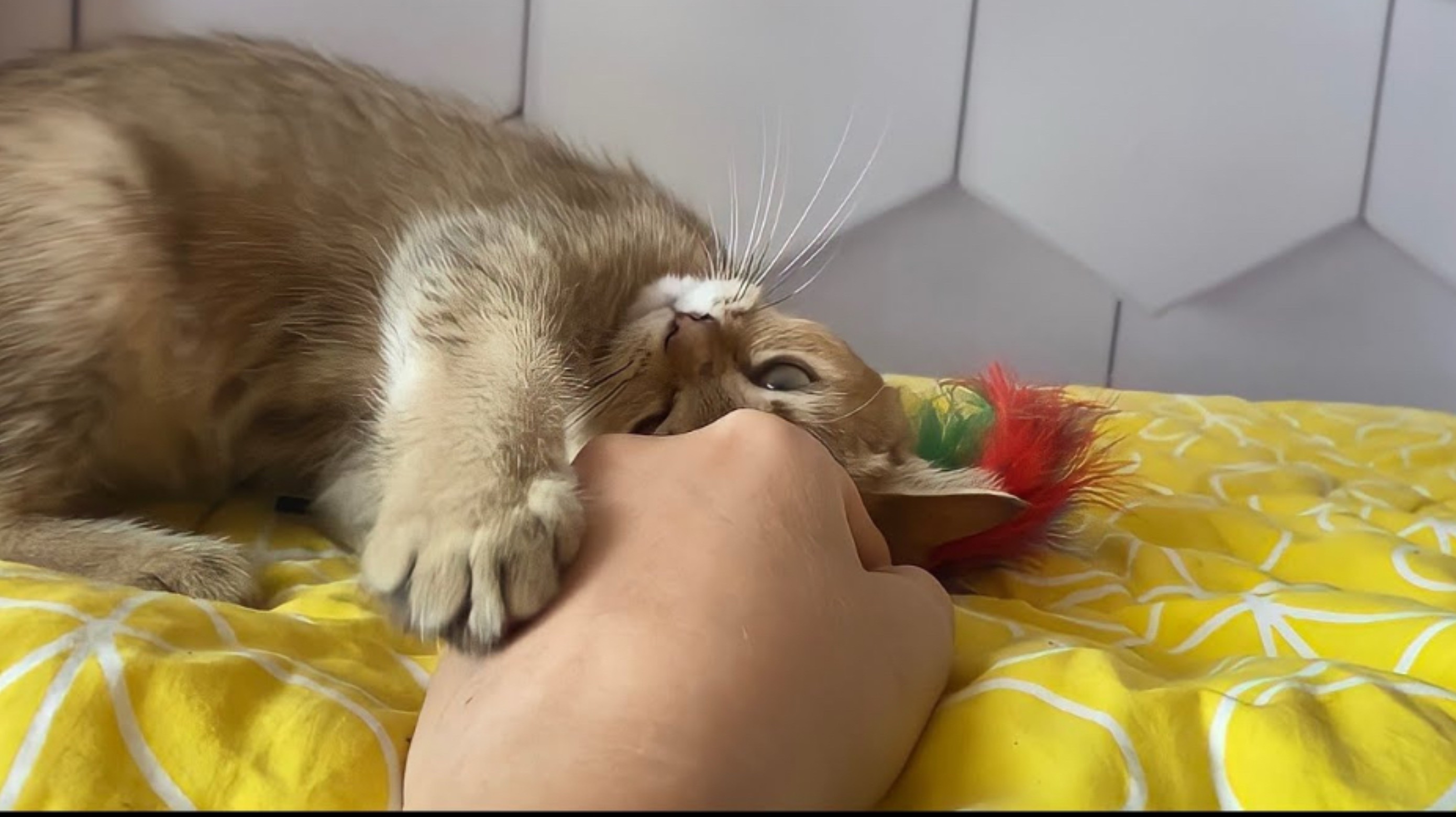 Шоколадное золото. Самый ласковый котёнок.