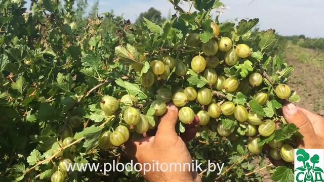 Крыжовник сорт Кельтайнен смотреть онлайн