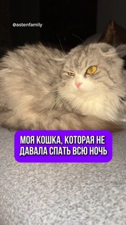 Первое что вижу  #astenfamily#кототерапия #кошечки#приколыкоты#котыприколы#смешныекотики