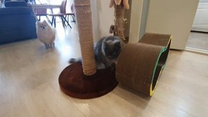 Какая из когтеточек понравится Рысе и что думает об этом Бася?