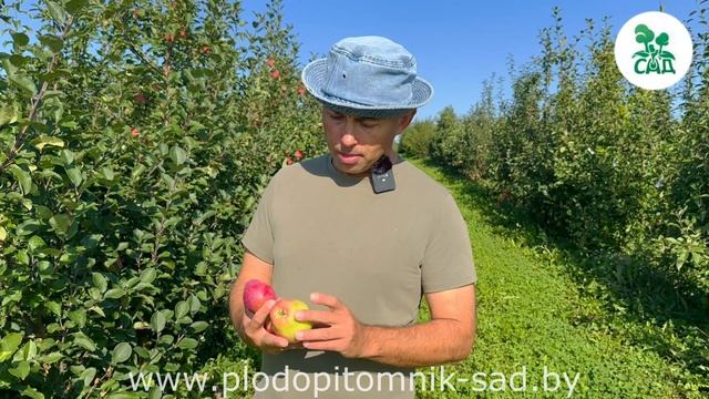 Яблоня КАНДИЛЬ БАГРЯНЫЙ. Редкий сорт свердловской селекции. Плодоношение в нашем питомнике. смотреть онлайн