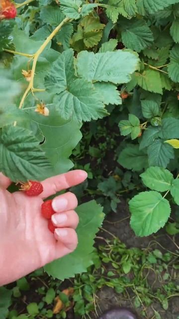 Самая вкусная каша из детства. #дача #shorts #клубника #жизнь #утренняя #завтрак смотреть онлайн