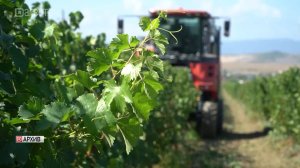 В Дагестане нашли более 100 га несуществующих виноградников