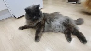 К чему приведет начесывание ушей у пушистой банды?