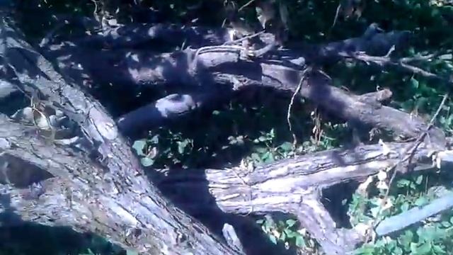 Дерево в кашу смотреть онлайн