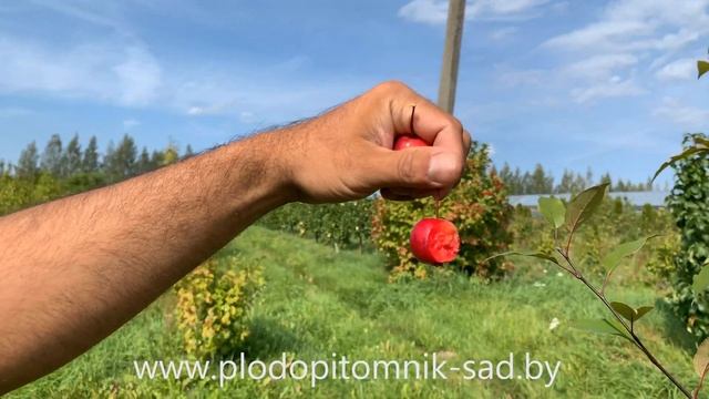 Съедобны ли плоды декоративной яблони Роялти? Дегустация в питомнике растений.