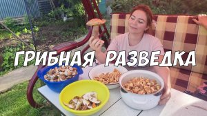 Грибная разведка - за белыми и лисичками в лес на велосипедах