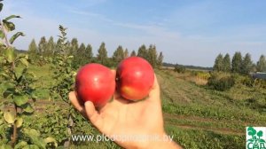 Яблоня сорт Штрифель (Штрейфлинг, Осеннее полосатое) 2 вида