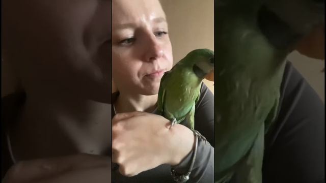#розовогрудыйпопугай это любовь #жако #говорящийпопугай #music #parrot #shortsvideo #shortsyoutube