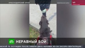 🎥 Видеосюжеты с подробностями нападения на слабовидящую девушку в Анапе