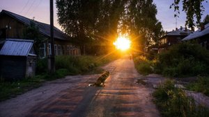 Деревенский пруд, звуки природы: кузнечики, лягушки, птицы