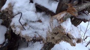 Капканная охота.