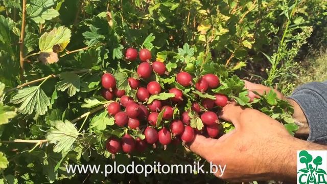 Крыжовник сорт Машека смотреть онлайн