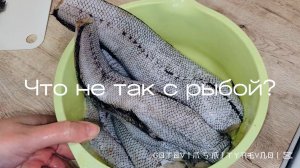 Что не так с рыбой Макрурус какойто. Не покупайте продукты в светофоре не посмотрев это видео!