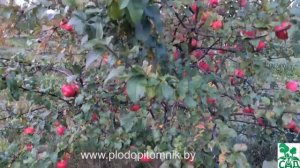 Яблоня сорт Минское