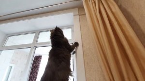 Кот Рыся - пенсионер-акробат!