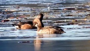 Морская чернеть Aythya marila  Greater Scaup