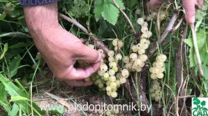 Смородина Белая Смольяниновой (Смольяниновская). Один из самых урожайных сортов смородины белой.