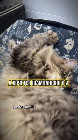 Не хочется на работу#astenfamily#кототерапия #кошечки#приколыкоты#котыприколы#смешныекотики