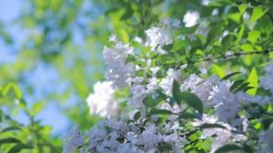 Спокойная мелодия для отдыха.Восстановление сил и энергий.