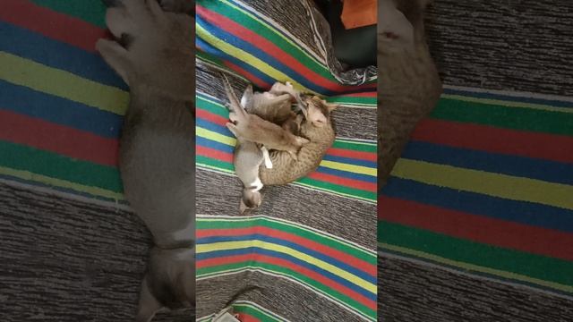 Кошкина забота