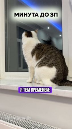 Минута до зп #astenfamily#кототерапия #кошечки#приколыкоты#котыприколы#смешныекотики