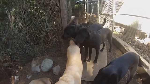 Animal Magnetizm Dog Daycare 9/9/15 B смотреть онлайн