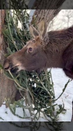 Лосенок Боря лакомится привезенными елочками.