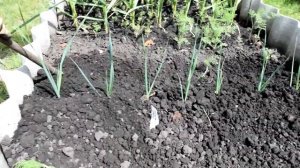 Лук порей выращивание и уход в открытом грунте