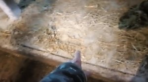 Покрытие на маты в боксах коров