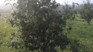 Рябина сладкоплодная сорта Пинк, Алая крупная, Гранатная, Бурка, Концентра, Невежинская.