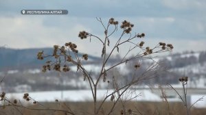 Власти Республики Алтай намерены пересмотреть отношения с недобросовестными инвесторами