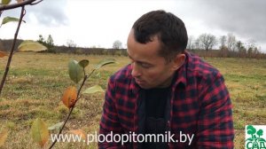 Как избавиться от мышей в саду и на даче. 100% избавление от мышей, крыс и прочих грызунов.