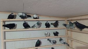 леушковские на племя 2025 года