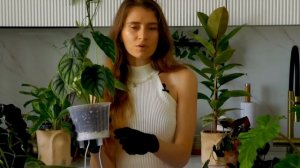 Пересадка на фитильный полив - НЮАНСЫ на примере Алоказий Полли и Дракон | Дневник растениевода No5