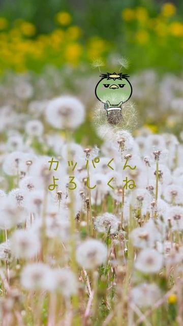 Animation ＜BGM＞たんぽぽ カッパくん 絵本 誕生秘話一部内容公開 聞き流し・作業用 BGM 音楽 #short